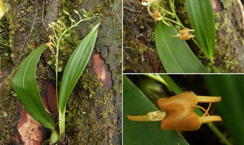 Loài Liparis bootanesis Griff. thường mọc sát nhau. Hoa nở rộng cùng một màu xanh cam, cuống hoa dài khoảng 2 cm. Chúng thường mọc ở độ cao 1.400-1.500 m.